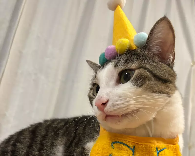 日本饲主分享“猫咪把生日过成日常”！寿星帽戴三周不肯摘，连工作人员都以为它天天庆生！