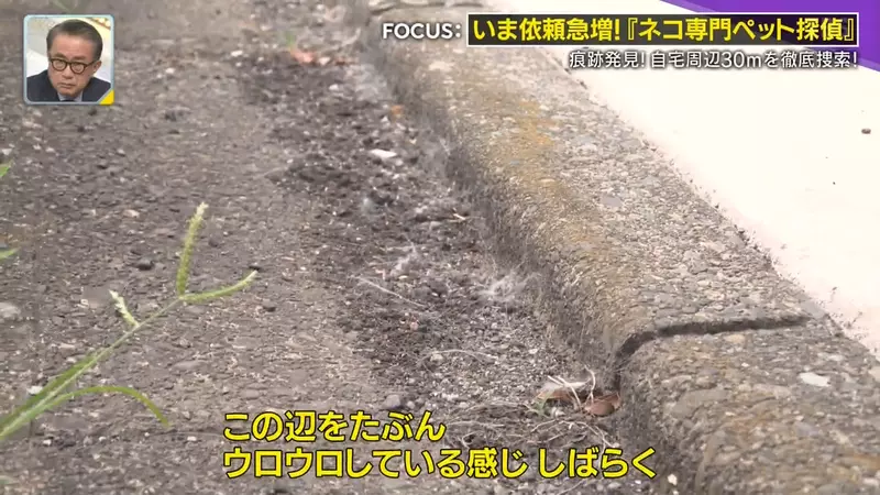 日本寻猫侦探揭开走失真相!门外一碗猫粮,可能让受惊爱猫不敢回家,别好心办坏事! 日本寻猫侦探揭开走失真相!门外一碗猫粮,可能让受惊爱猫不敢回家,别好心办坏事!