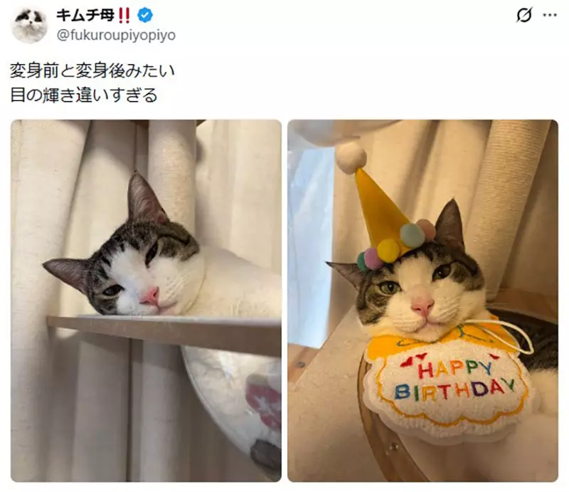 日本饲主分享“猫咪把生日过成日常”！寿星帽戴三周不肯摘，连工作人员都以为它天天庆生！