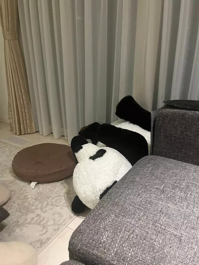 瞒着老婆买回《超巨熊猫玩偶》:孩子立刻喜欢,猫咪先试探,妻子那一愣让人想到共同生活的分寸 瞒着老婆买回《超巨熊猫玩偶》:孩子立刻喜欢,猫咪先试探,妻子那一愣让人想到共同生活的分寸