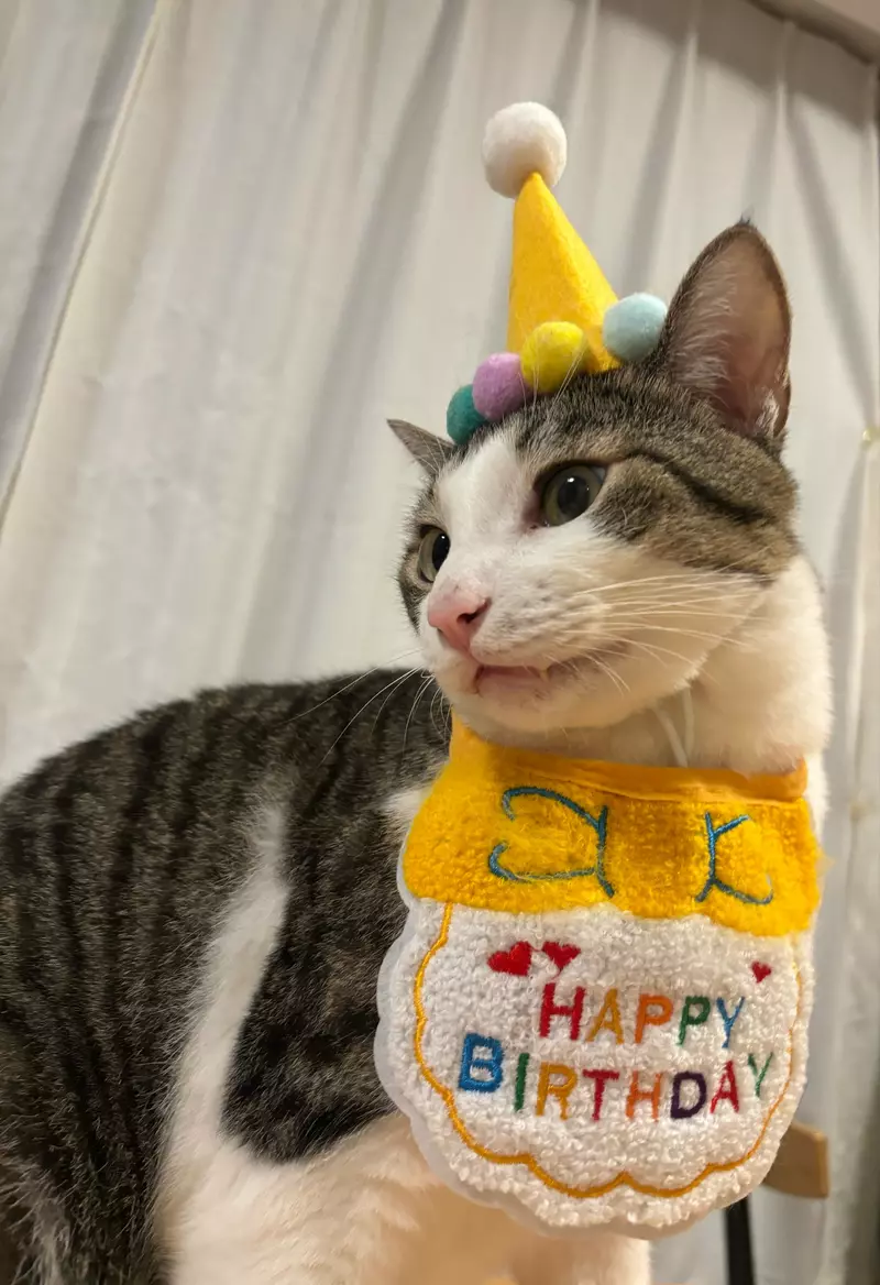 日本饲主分享“猫咪把生日过成日常”！寿星帽戴三周不肯摘，连工作人员都以为它天天庆生！