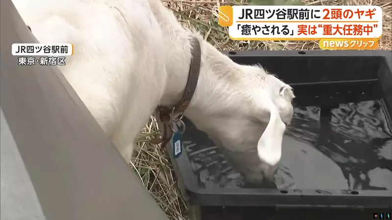 早高峰路人纷纷停下拍照，东京四谷站前两只山羊正在吃草，意外成了通勤小惊喜