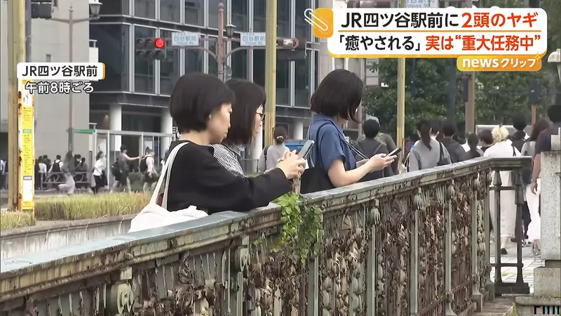 早高峰路人纷纷停下拍照，东京四谷站前两只山羊正在吃草，意外成了通勤小惊喜