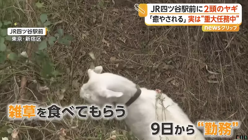 早高峰路人纷纷停下拍照，东京四谷站前两只山羊正在吃草，意外成了通勤小惊喜