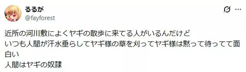 以为养只山羊就能躺着除草？日本饲主画出理想与现实，结果自己忙着割草伺候它