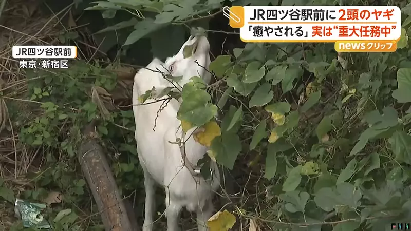 早高峰路人纷纷停下拍照，东京四谷站前两只山羊正在吃草，意外成了通勤小惊喜