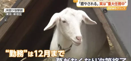 早高峰路人纷纷停下拍照！日本东京四谷站前“两只正在吃草的山羊”，竟意外成了通勤小惊喜！ - 奇趣星球报