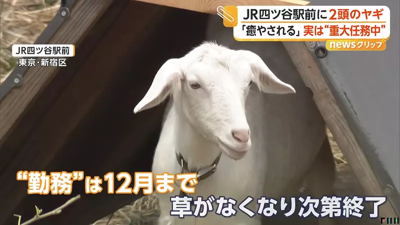 早高峰路人纷纷停下拍照！日本东京四谷站前“两只正在吃草的山羊”，竟意外成了通勤小惊喜！ - 奇趣星球报 - 奇趣星球报