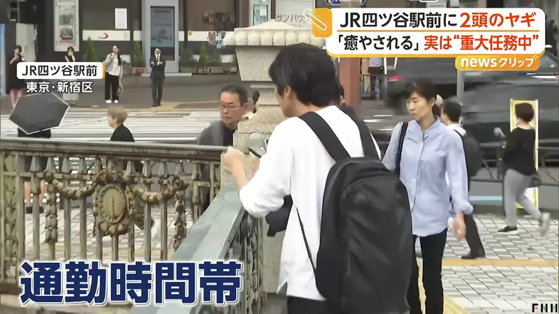 早高峰路人纷纷停下拍照，东京四谷站前两只山羊正在吃草，意外成了通勤小惊喜