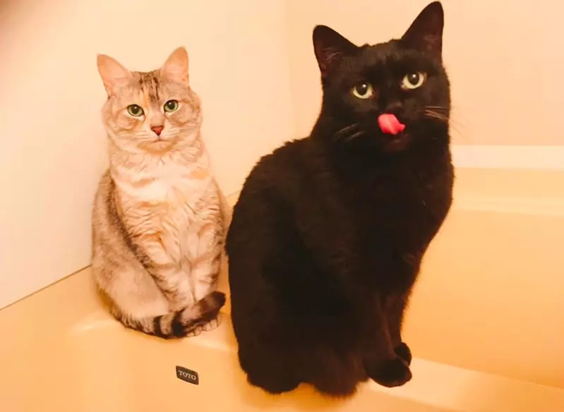 装上监控才发现猫咪的睡觉习惯，主人 13 年没察觉，还怀疑晨起腰痛与此有关