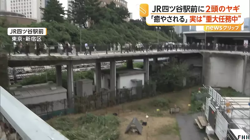 早高峰路人纷纷停下拍照，东京四谷站前两只山羊正在吃草，意外成了通勤小惊喜
