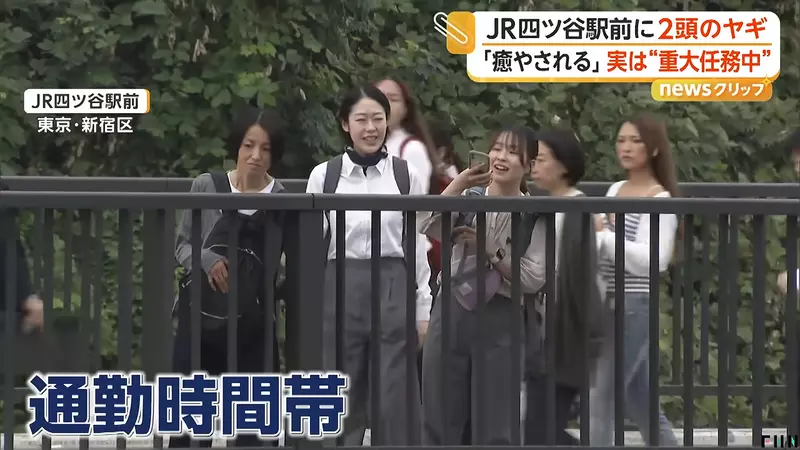 早高峰路人纷纷停下拍照，东京四谷站前两只山羊正在吃草，意外成了通勤小惊喜