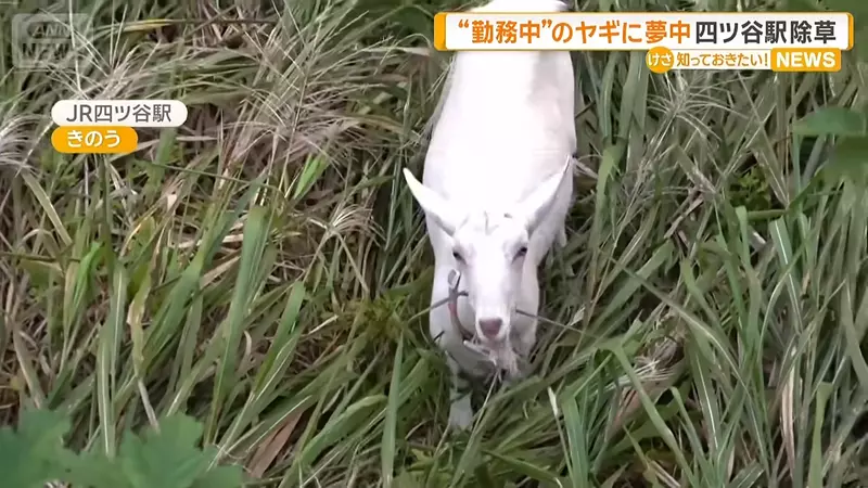 以为养只山羊就能躺着除草？日本饲主画出理想与现实，结果自己忙着割草伺候它