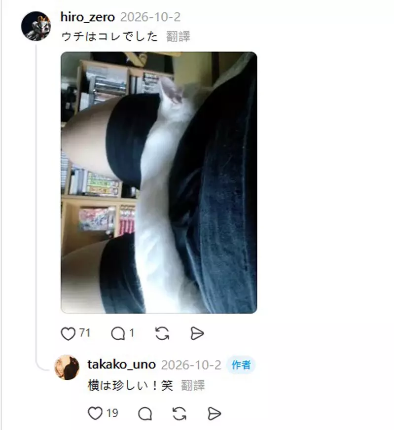 装上监控才发现猫咪的睡觉习惯，主人 13 年没察觉，还怀疑晨起腰痛与此有关