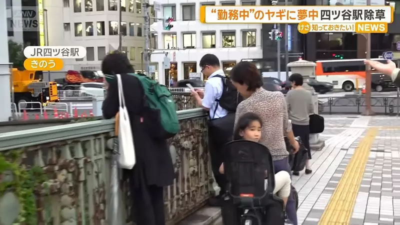 以为养只山羊就能躺着除草？日本饲主画出理想与现实，结果自己忙着割草伺候它