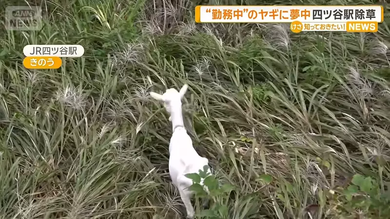 以为养只山羊就能躺着除草？日本饲主画出理想与现实，结果自己忙着割草伺候它