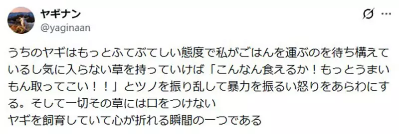以为养只山羊就能躺着除草？日本饲主画出理想与现实，结果自己忙着割草伺候它