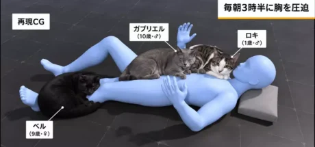 日本网友议论“装上监控才发现猫咪的睡觉习惯”！主人竟 13 年没察觉，还怀疑晨起腰痛与此有关！ - 奇趣星球报