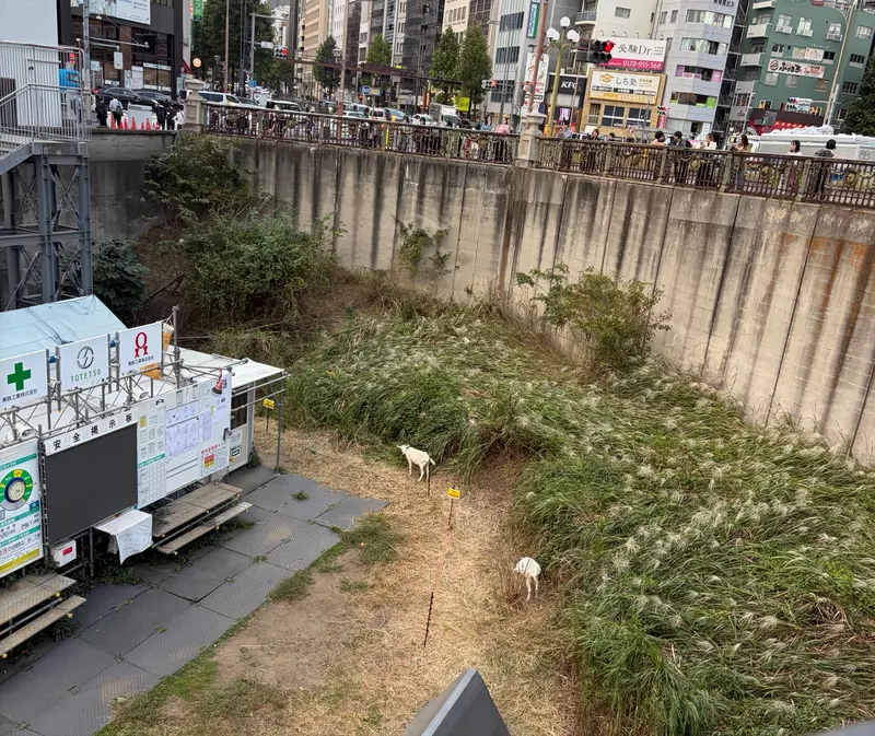 早高峰路人纷纷停下拍照，东京四谷站前两只山羊正在吃草，意外成了通勤小惊喜
