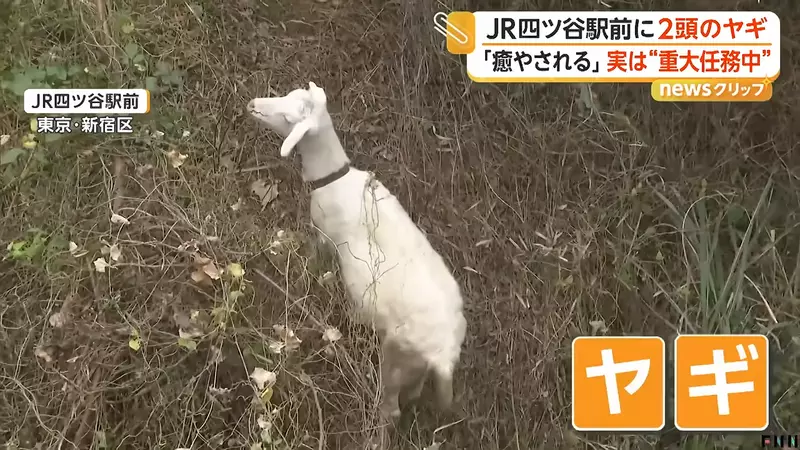 早高峰路人纷纷停下拍照，东京四谷站前两只山羊正在吃草，意外成了通勤小惊喜